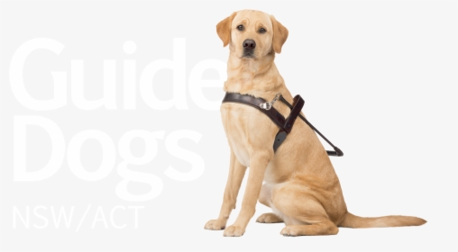 Guide Dogs Victoria Puppy The Guide Dogs For The Blind - Guide Dogs Australia Logo, HD Png Download, Free Download