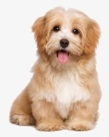 Cute Puppy Transparent Background, HD Png Download, Free Download