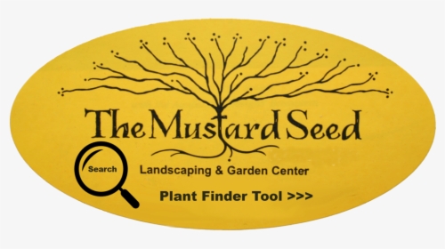 Mustardseed Oval Color Updated 19 - Beesley And Fildes, HD Png Download, Free Download