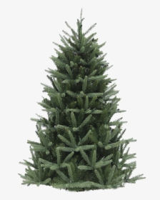 Kerstboom, HD Png Download, Free Download