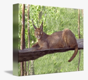 Elk Fauna Wildlife Tail - Chausie, HD Png Download, Free Download