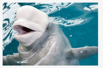 Ikan Paus Putih Beluga, HD Png Download, Free Download