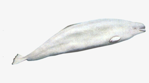 Transparent Baby Whale Png - Beluga Whale Full Body, Png Download, Free Download