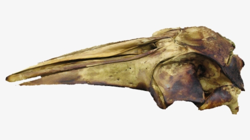 Finished Fin Whale Skull - Baby Fin Whale Skull, HD Png Download, Free Download