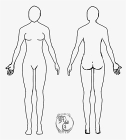 Transparent Body Outline Clipart - Female Outline Human Body, HD Png Download, Free Download