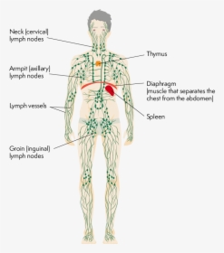 Body Showing Lymphatic Ducts, Lymph Nodes And Organs - Lymphatic System Transparent Background, HD Png Download, Free Download