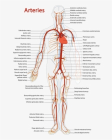 Arteries Diagram - Arterial System Of Human, HD Png Download, Free Download