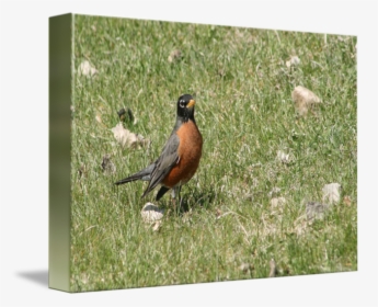 American Robin Png Clipart - Robin, Transparent Png, Free Download