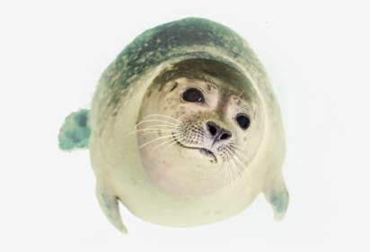 Seal Swimming Png Image - Swimming Seal Png, Transparent Png, Free Download