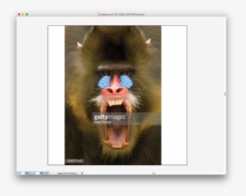 Mandrill, HD Png Download, Free Download
