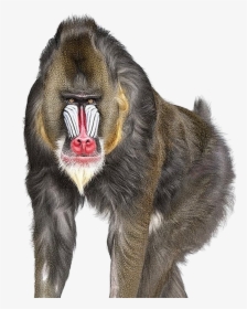 Baboon Png Image - Andrew Zuckerman, Transparent Png, Free Download