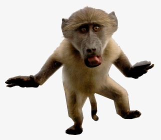 Baboon Png Transparent Images - Baboon, Png Download, Free Download