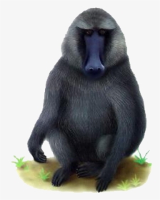 Baboon Png Transparent Images - Mandrill, Png Download, Free Download