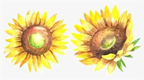 #watercolor #sunflower #sunflowers #summer #fall #autumn - Sunflower, HD Png Download, Free Download