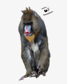Clip Art Pin By Kokurouchi On - Mandrill, HD Png Download, Free Download