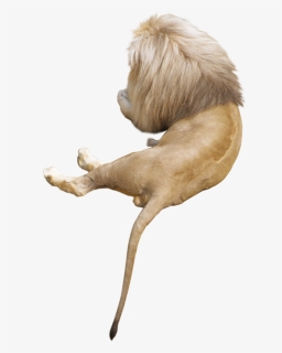 Lion Animal Png Image - Golden Lion Tamarin, Transparent Png, Free Download