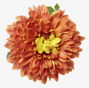 Common Zinnia, HD Png Download, Free Download