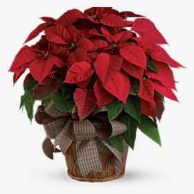 Christmas Flowers, HD Png Download, Free Download