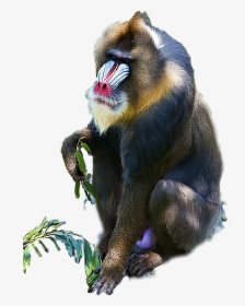#baboon - Mandrill, HD Png Download, Free Download