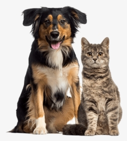 Dog And Cat - Cat And Dog Sitting, HD Png Download, Free Download