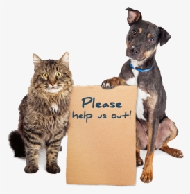 Humane Society Dogs And Cats, HD Png Download, Free Download