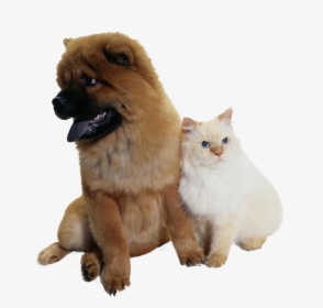 Companion Dog, HD Png Download, Free Download