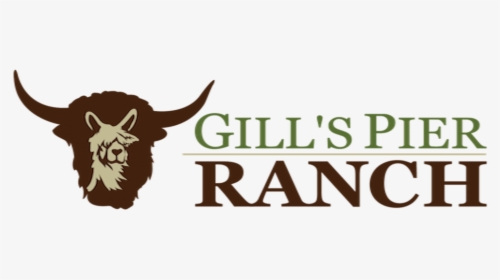 Gill"spierranch - Bull, HD Png Download, Free Download