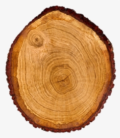 Tree Wood Trunk Cross Section Dendrochronology - Wood Log Cross Section, HD Png Download, Free Download