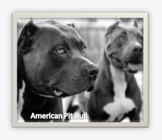 Picture - Pitbull Negro, HD Png Download, Free Download