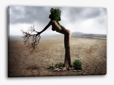 Transparent Dying Tree Png - Picture Frame, Png Download, Free Download