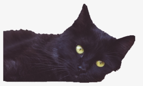 Black Cat, HD Png Download, Free Download