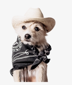 Companion Dog, HD Png Download, Free Download