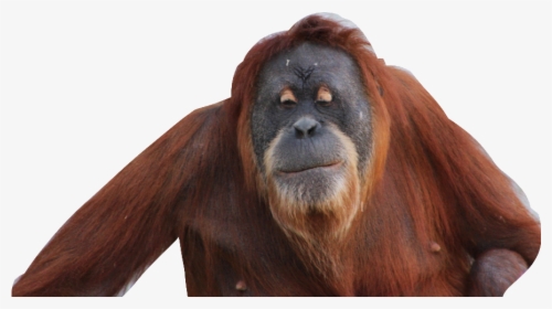 Transparent Orangutan Clipart - Orangutan Transparent, HD Png Download, Free Download