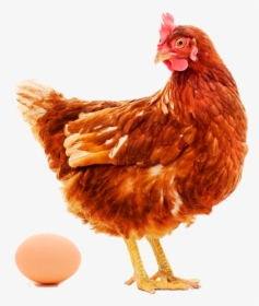 Huhn Ei, HD Png Download, Free Download