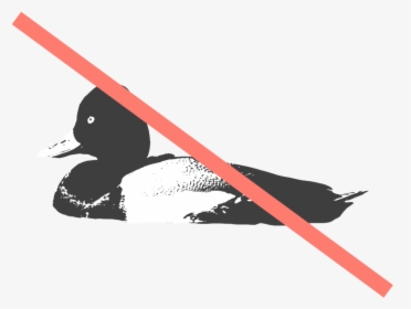 Lesser Scaup - Duck, HD Png Download, Free Download