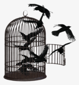 Transparent Flying Crows Png - Cage, Png Download, Free Download