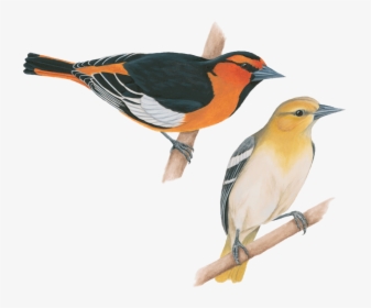 Transparent Flying Crows Png - Baltimore Oriole, Png Download, Free Download