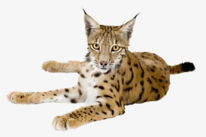 Lynx Png - Eurasian Lynx Png, Transparent Png, Free Download