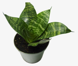 Snake Plant Hd, HD Png Download, Free Download