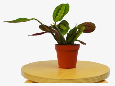 Transparent Table Plant Png - Flowerpot, Png Download, Free Download