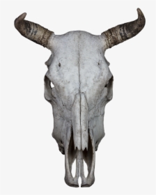 Animal Skull Transparent Background, HD Png Download, Free Download