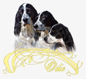 French Spaniel, HD Png Download, Free Download