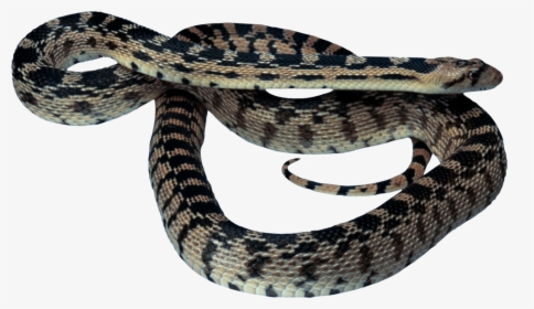 Snake Png Image - Ajgar Png, Transparent Png, Free Download