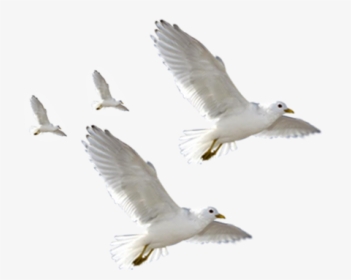 European Herring Gull Common Gull Flight Bird - European Herring Gull, HD Png Download, Free Download