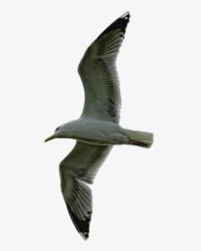 Nature Sky Bird Free Photo - Laughing Gull, HD Png Download, Free Download
