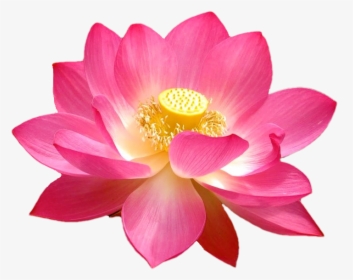 Transparent Tumblr Flower Png - Tip Menu Examples Chaturbate, Png Download, Free Download