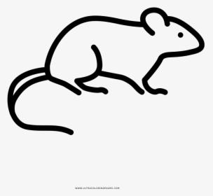 Rat Coloring Page - Ratapara Colorear, HD Png Download, Free Download