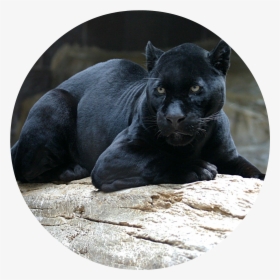 Black Panther 1080p Wallpaper - Real Life Spirit Animals, HD Png Download, Free Download