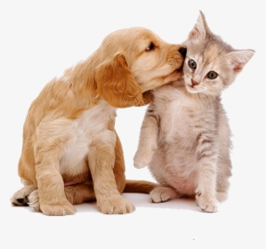 #dog #cat #cute #animal #stickers - Labs And Cats, HD Png Download, Free Download