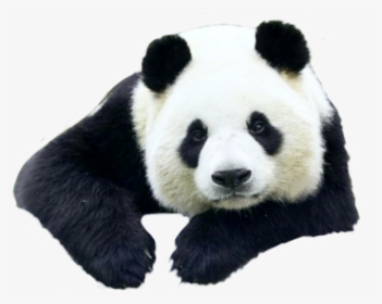 Petsandanimals Animals Animal Panda Pandas Ftestickers - Giant Panda, HD Png Download, Free Download